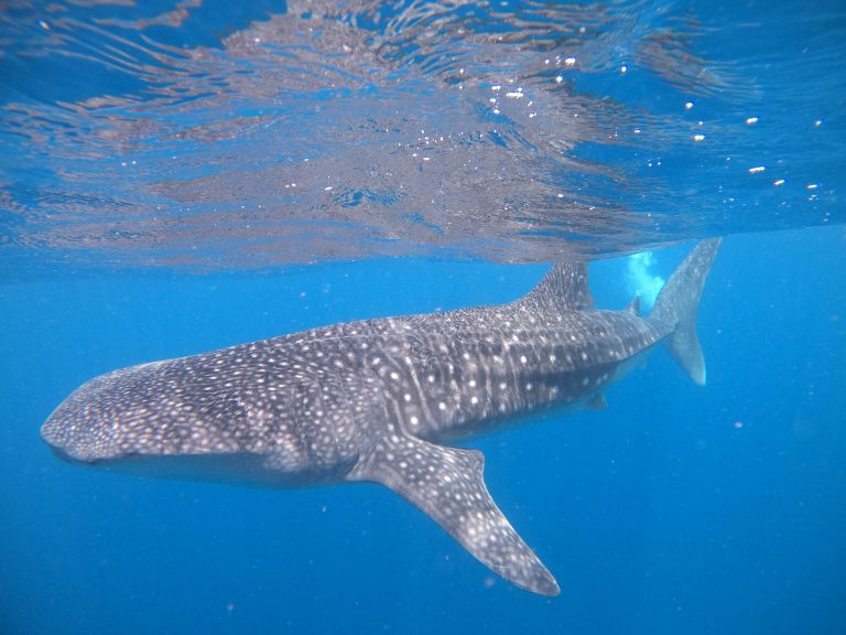 nadar tiburón ballena